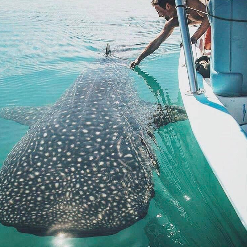 Whale Shark Conservation Efforts