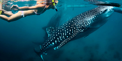 Whale Sharks